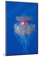 Crown Jellyfish (Netrostoma Setouchina), Red Sea, Egypt.-Reinhard Dirscherl-Mounted Photographic Print