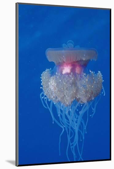 Crown Jellyfish (Netrostoma Setouchina), Red Sea, Egypt.-Reinhard Dirscherl-Mounted Photographic Print