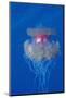Crown Jellyfish (Netrostoma Setouchina), Red Sea, Egypt.-Reinhard Dirscherl-Mounted Photographic Print