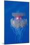 Crown Jellyfish (Netrostoma Setouchina), Red Sea, Egypt.-Reinhard Dirscherl-Mounted Photographic Print