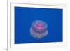 Crown Jellyfish (Netrostoma Setouchina), Red Sea, Egypt.-Reinhard Dirscherl-Framed Photographic Print