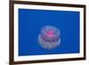 Crown Jellyfish (Netrostoma Setouchina), Red Sea, Egypt.-Reinhard Dirscherl-Framed Photographic Print