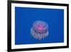 Crown Jellyfish (Netrostoma Setouchina), Red Sea, Egypt.-Reinhard Dirscherl-Framed Photographic Print