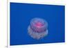 Crown Jellyfish (Netrostoma Setouchina), Red Sea, Egypt.-Reinhard Dirscherl-Framed Photographic Print