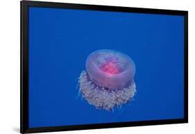 Crown Jellyfish (Netrostoma Setouchina), Red Sea, Egypt.-Reinhard Dirscherl-Framed Photographic Print