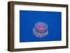 Crown Jellyfish (Netrostoma Setouchina), Red Sea, Egypt.-Reinhard Dirscherl-Framed Photographic Print