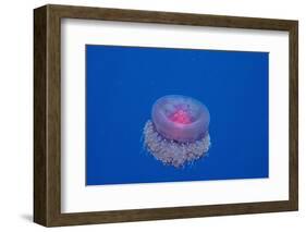 Crown Jellyfish (Netrostoma Setouchina), Red Sea, Egypt.-Reinhard Dirscherl-Framed Photographic Print