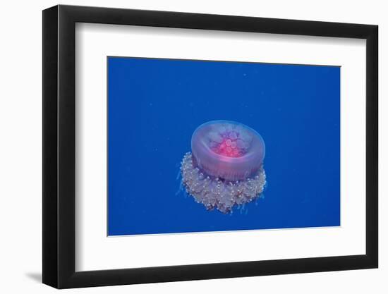 Crown Jellyfish (Netrostoma Setouchina), Red Sea, Egypt.-Reinhard Dirscherl-Framed Photographic Print