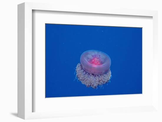 Crown Jellyfish (Netrostoma Setouchina), Red Sea, Egypt.-Reinhard Dirscherl-Framed Photographic Print