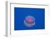 Crown Jellyfish (Netrostoma Setouchina), Red Sea, Egypt.-Reinhard Dirscherl-Framed Photographic Print