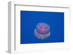 Crown Jellyfish (Netrostoma Setouchina), Red Sea, Egypt.-Reinhard Dirscherl-Framed Photographic Print