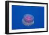 Crown Jellyfish (Netrostoma Setouchina), Red Sea, Egypt.-Reinhard Dirscherl-Framed Photographic Print