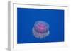 Crown Jellyfish (Netrostoma Setouchina), Red Sea, Egypt.-Reinhard Dirscherl-Framed Photographic Print