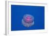 Crown Jellyfish (Netrostoma Setouchina), Red Sea, Egypt.-Reinhard Dirscherl-Framed Photographic Print