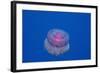 Crown Jellyfish (Netrostoma Setouchina), Red Sea, Egypt.-Reinhard Dirscherl-Framed Photographic Print