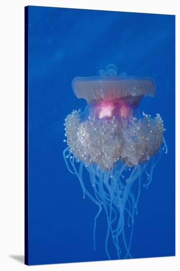 Crown Jellyfish (Netrostoma Setouchina), Red Sea, Egypt.-Reinhard Dirscherl-Stretched Canvas