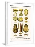 Crown Jellyfish, Sea Anenomes, Sea Hare and Chitons-Albertus Seba-Framed Art Print