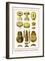 Crown Jellyfish, Sea Anenomes, Sea Hare and Chitons-Albertus Seba-Framed Art Print