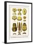 Crown Jellyfish, Sea Anenomes, Sea Hare and Chitons-Albertus Seba-Framed Art Print