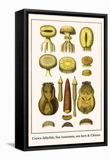 Crown Jellyfish, Sea Anenomes, Sea Hare and Chitons-Albertus Seba-Framed Stretched Canvas