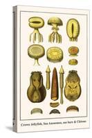 Crown Jellyfish, Sea Anenomes, Sea Hare and Chitons-Albertus Seba-Stretched Canvas