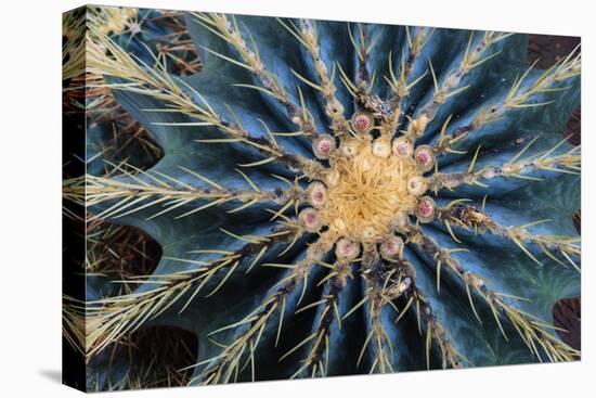 Crown Of Barrel Cactus-Anthony Paladino-Stretched Canvas