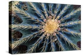 Crown Of Barrel Cactus-Anthony Paladino-Stretched Canvas