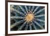 Crown Of Barrel Cactus-Anthony Paladino-Framed Premium Giclee Print