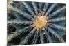 Crown Of Barrel Cactus-Anthony Paladino-Mounted Premium Giclee Print