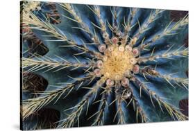 Crown Of Barrel Cactus-Anthony Paladino-Stretched Canvas