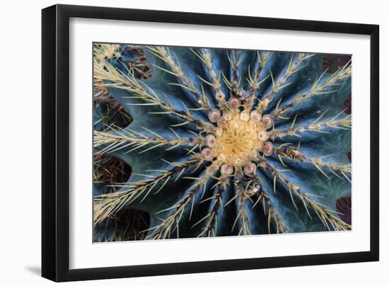 Crown Of Barrel Cactus-Anthony Paladino-Framed Giclee Print
