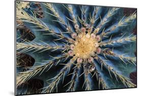 Crown Of Barrel Cactus-Anthony Paladino-Mounted Giclee Print