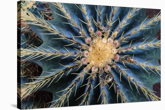 Crown Of Barrel Cactus-Anthony Paladino-Stretched Canvas