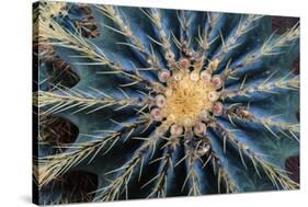 Crown Of Barrel Cactus-Anthony Paladino-Stretched Canvas