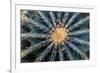 Crown Of Barrel Cactus-Anthony Paladino-Framed Giclee Print