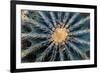 Crown Of Barrel Cactus-Anthony Paladino-Framed Giclee Print