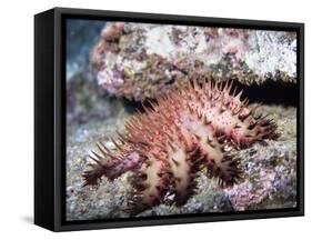Crown-Of-Thorns Sea Star-Hal Beral-Framed Stretched Canvas