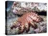 Crown-Of-Thorns Sea Star-Hal Beral-Stretched Canvas