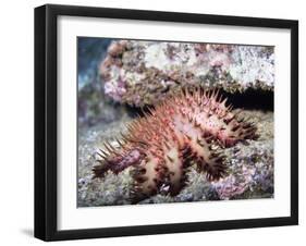 Crown-Of-Thorns Sea Star-Hal Beral-Framed Photographic Print