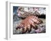 Crown-Of-Thorns Sea Star-Hal Beral-Framed Photographic Print