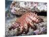 Crown-Of-Thorns Sea Star-Hal Beral-Mounted Photographic Print
