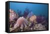 Crown-Of-Thorns Starfish (Acanthaster Planci)-Reinhard Dirscherl-Framed Stretched Canvas