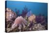 Crown-Of-Thorns Starfish (Acanthaster Planci)-Reinhard Dirscherl-Stretched Canvas