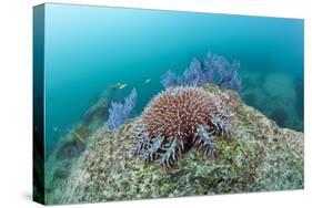 Crown-Of-Thorns Starfish (Acanthaster Planci)-Reinhard Dirscherl-Stretched Canvas