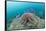 Crown-Of-Thorns Starfish (Acanthaster Planci)-Reinhard Dirscherl-Framed Stretched Canvas