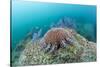 Crown-Of-Thorns Starfish (Acanthaster Planci)-Reinhard Dirscherl-Stretched Canvas