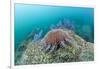 Crown-Of-Thorns Starfish (Acanthaster Planci)-Reinhard Dirscherl-Framed Photographic Print