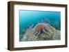 Crown-Of-Thorns Starfish (Acanthaster Planci)-Reinhard Dirscherl-Framed Photographic Print