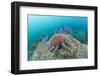 Crown-Of-Thorns Starfish (Acanthaster Planci)-Reinhard Dirscherl-Framed Photographic Print