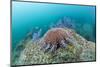 Crown-Of-Thorns Starfish (Acanthaster Planci)-Reinhard Dirscherl-Mounted Photographic Print